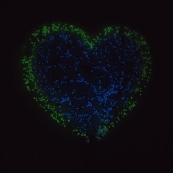 Décoration Cœur Résine Époxy - Arbre de Vie - Effet Holographique