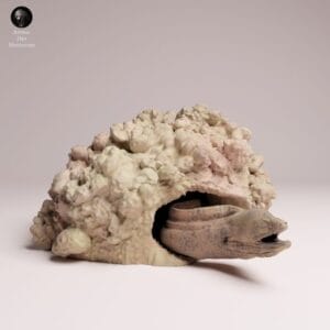 "Figurine murène géante en embuscade, gueule ouverte, résine SLA 1/24 sur socle corail"