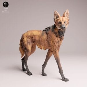 figurine loup à crinière aguara guazú échelle 1/16 résine SLA diorama
