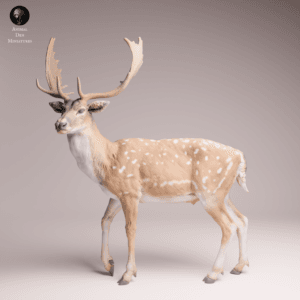 cerf axis échelle 1/24 résine SLA collection faune réaliste