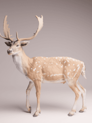 cerf axis échelle 1/24 résine SLA collection faune réaliste