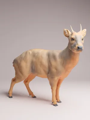 miniature-pudu-male-profil Profil d'une miniature Pudu mâle pour diorama à l'échelle un huitième, montrant la finesse de son pelage et de sa musculature en résine.