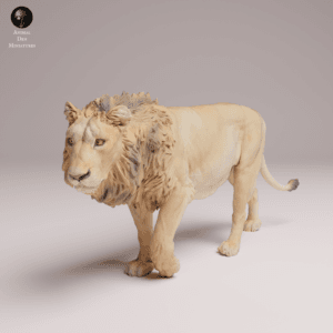 Lion d'Asie mâle 1/24 en résine SLA pour diorama réaliste