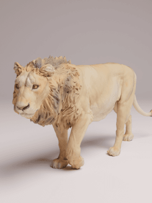 Lion d'Asie mâle 1/24 en résine SLA pour diorama réaliste