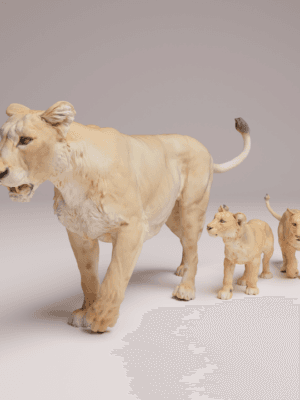 Lionne d'Asie 1/24 avec lionceaux en résine SLA pour diorama réaliste