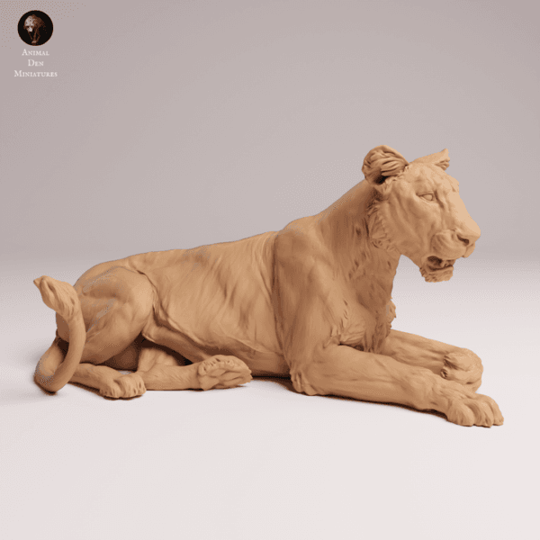 lionne-asie-détails-posture-modélisme Lionne d'Asie allongée miniature 1/24 détails posture modélisme