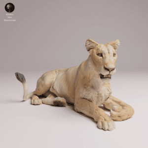 Lionne d'Asie 1/24 en résine SLA pour diorama réaliste