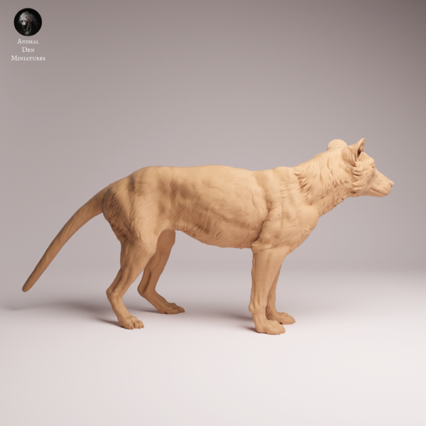 Loup de Tasmanie brut à peindre, vue de dos mettant en évidence la musculature des pattes et la queue rigide.