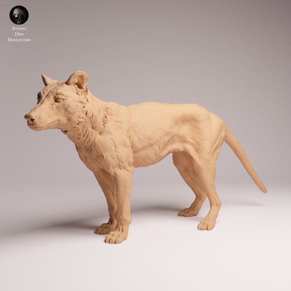 Tigre de Tasmanie miniature à l'échelle 1/24, vue de profil exposant l'anatomie de ce marsupial disparu.