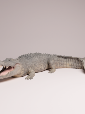 Maquette crocodile marin peinte illustrant les détails anatomiques réalistes, les dents acérées et l'œil jaune.