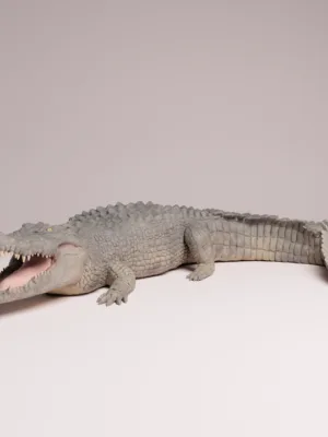 maquette-crocodile-peinte-details-realistes Maquette crocodile marin peinte illustrant les détails anatomiques réalistes, les dents acérées et l'œil jaune.
