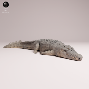 Figurine miniature hyper-détaillée d'un crocodile de mer couché à l'échelle 1/32, imprimée en résine grise brute.