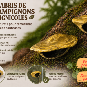 Cachette magnétique araignée sauteuse champignon à peindre fixée sur la vitre d'un aménagement terrarium bioactif.