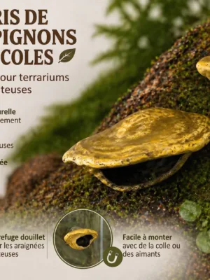 cachette-magnetique-araignee-sauteuse-a-peindre Cachette magnétique araignée sauteuse champignon à peindre fixée sur la vitre d'un aménagement terrarium bioactif.