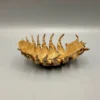 abris-isopode-resine-vue-dessous Cavité intérieure et dessous de la structure de l'abri en forme d'isopode pour petits animaux.