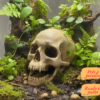 Cachette crâne terrarium à peindre, un abri pour reptile réaliste intégré dans un biotope naturel.