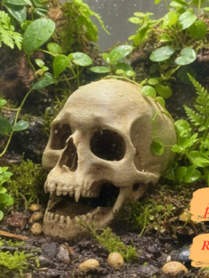 Cachette crâne terrarium à peindre, un abri pour reptile réaliste intégré dans un biotope naturel.