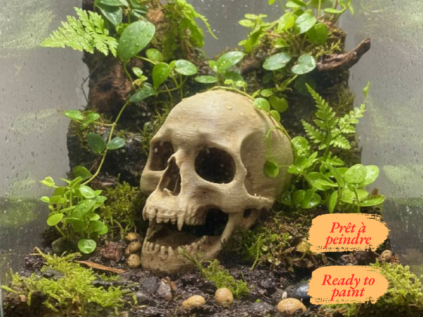 Cachette crâne terrarium à peindre, un abri pour reptile réaliste intégré dans un biotope naturel.