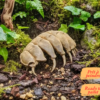 Cachette isopode fossile installée dans un terrarium bioactif avec de la mousse et du lierre.