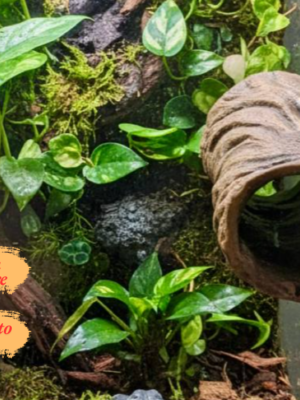 tunnel-mural-magnetique-cachette-naturelle-terrarium Tunnel mural magnétique aspect bois installé sur la vitre d'un terrarium tropical planté.