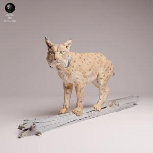 Figurine d'un lynx boréal miniature en résine à l'échelle 1/24, posé en équilibre sur une souche de bois mort, prêt à être peint.