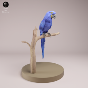 Figurine d'un ara hyacinthe en résine à peindre, de couleur beige. L'oiseau est perché sur une branche texturée, dévoilant un bec puissant et une longue queue droite.