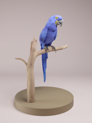 figurine-ara-hyacinthe-resine-brute Figurine d'un ara hyacinthe en résine à peindre, de couleur beige. L'oiseau est perché sur une branche texturée, dévoilant un bec puissant et une longue queue droite.