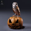 figurine-halloween-dame-blanche-citrouille Variante de la figurine halloween dame blanche agrippant une citrouille creusée Jack-o'-lantern au sourire effrayant.