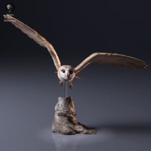 Une figurine chouette effraie en vol à peindre, avec les ailes largement déployées, montrant tous les détails texturés de ses plumes.